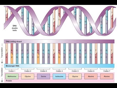 BIOQUIMICA PROTEINAS Síntesis de las proteínas