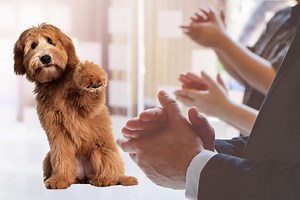 The Flying Scotsman 2023 centenary route and history of ‘celebrity engine’ explained