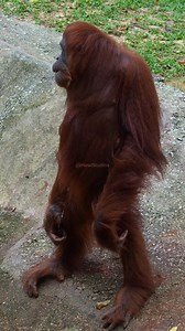 Orangutan standing tall and wondering #nature #wildlife #orangutan #wonder #monkey HA91009 | HAWI Studios