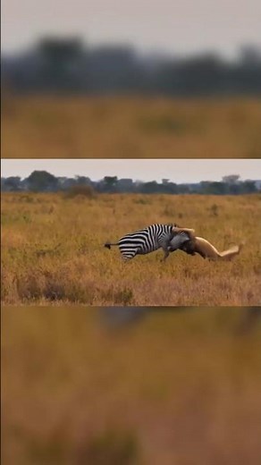 Zebra's Deadly Kick: Can It Stop a Crocodile?