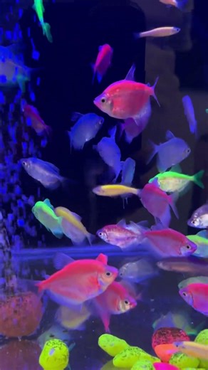 #shorts #aquarium #fishtank #fishfeeding #monsterfish #fishlover #aquariumhobby #viralshorts #foryou