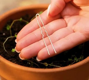 486K views · 541 reactions | Affordable ways to grow healthy plants! | Green Bean | Facebook