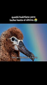 LOS ALBATROS SON AVES EN PELIGRO DE EXTINCIÓN. 😱😭 #documental #vidamarina #animales #vidasalvaje #animal #vida #cuidadoanimal #aves #antartida #pingüino | Cuidado Animal