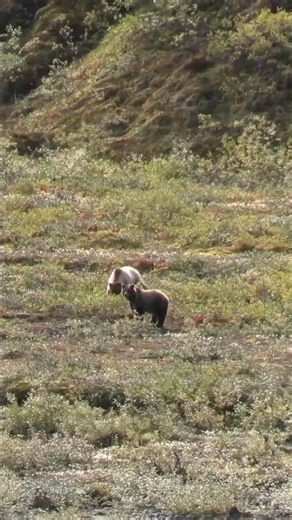 Hunting in grizzly country keeps your instincts sharp. #grizzlybear #hunting #alaskahunting