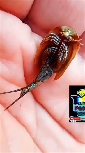 Godzilla Tríops #tadpoleshrimp #tadpoles #triops #animalesprehistóricos