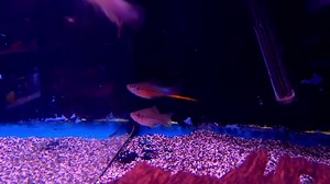 We have massive adult Green Sword tails, the natural xiphophorus Helleri they are stunning fish! Some males are still sexing out just goes to show how big these fish are going to get!! A must buy for swordtail fans | AquaZoo Aquatics | Facebook