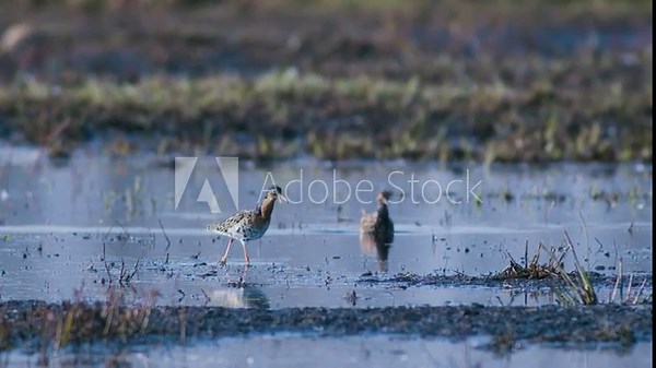 Ruff in flooded wetlands during spring migration and lek place.