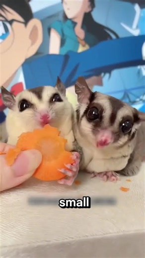 Why Sugar Gliders Hate Being Alone #shorts