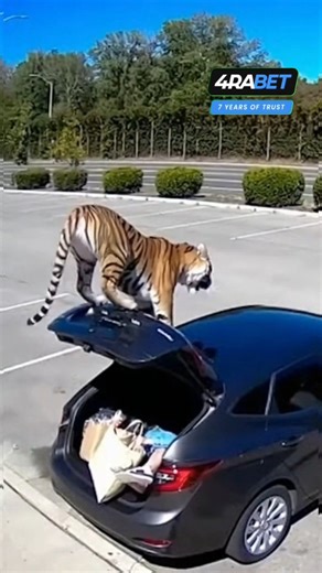 kiran wakade on Instagram: "Calm Frame Changes — Quick Trunk Closure A quiet daytime scene shows a woman organizing items in her trunk. Moments later, a tiger appears in the background. She reacts immediately, moves inside the trunk, and closes it as the scene shifts. #framechange #quickresponse #caughtonview #shorts"