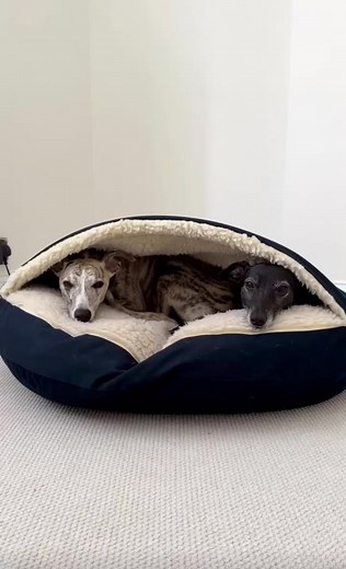 worriedwhippet on TikTok