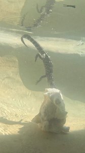 3.8M views · 32K reactions | When you bite off more than you can...