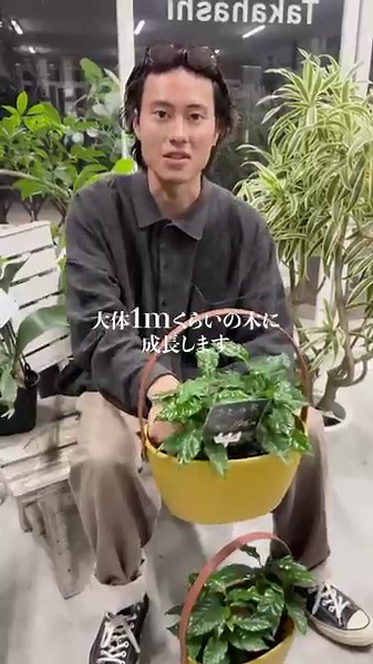 コーヒーノキの育て方🪴#観葉植物 #植物 #花屋 #plants #flowers #インテリア #コーヒー #fyp