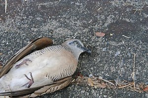 Photographs of dead animals to make people ‘Remember Death’ | Coconuts