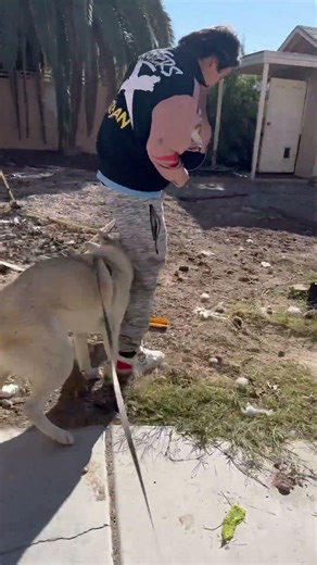 Lobooo #dogshorts #watch #funny #fypシ゚viral #fy #funnyvideos #funnycomedy #famous #no #doglife