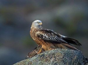 Characteristics of the Red Kite, what is it like? Meet him! ▷➡️ Postposm