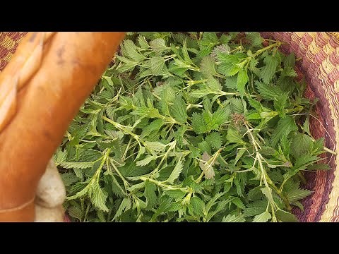 How To Blanch Stinging Nettles to Remove The Sting