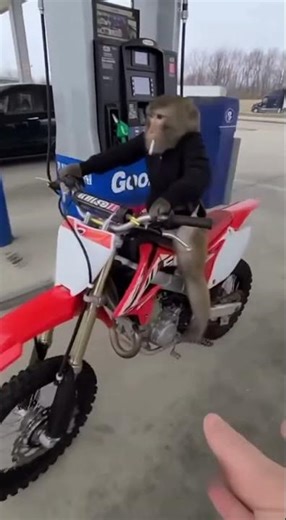 Hilarious Monkey Rides Mini Motorcycle Like A Pro – You Won’t Believe This!😂😂