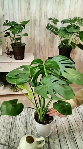 #How to water a Monstera #plants #withered #plants