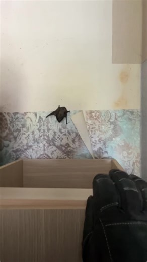 Captured Moments of a Small Bat in Nature