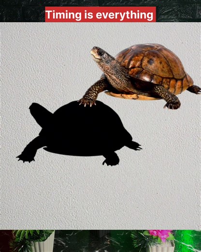 436K views · 9.7K reactions | Only 1% can stop it at the right time! Try now | Harif Challenge | Facebook