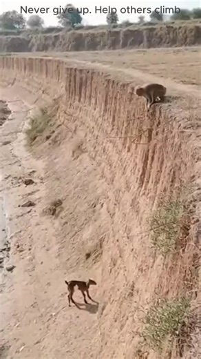 Un singe sauve un chèvre : un acte incroyable