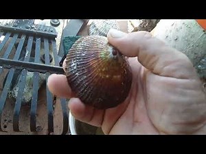 Giant Opihi Shell Cleaning Part 1 THE BEGINNING... Enjoy!