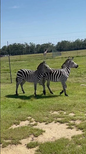 ZEBRA FIGHT FOR MATE