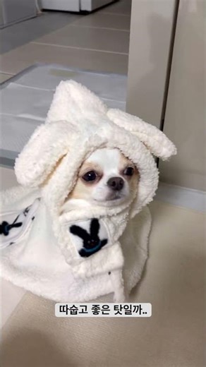 난 옷이랑은 안맞나봐..😂 #장모치와와 #단모치와와 #치와와 #중모치와와 #pets #강아지 #강아지쇼츠 #강아지일상 #chihuahua #chihuahuafanclub