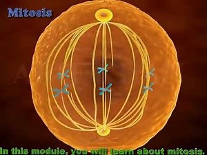 MITOSIS 3D ANIMATION || phases of mitosis || PROPHASE || METAPHASE || ANAPHASE || TELOPHASE