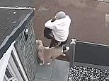 Terrifying moment 'XL Bully' attacks another dog and its owner in the street