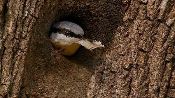 Nesting Birds in the Wild – Eurasian Nuthatch (Sitta europaea)