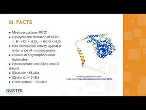 Learn MPO in 3 minutes | Myeloperoxidase