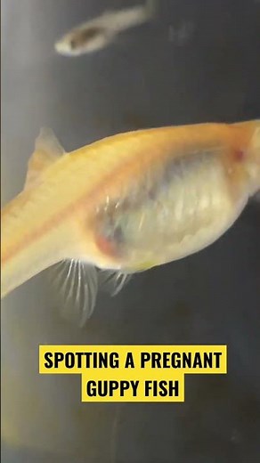 Sure Signs of a Pregnant guppy .