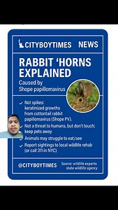 Rabbit “horns” explained: They’re not spikes—they’re keratinized...