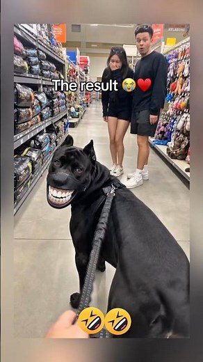 Funniest Dogs Ever! 😂🐶 You Won’t Stop Laughing | Funny Dog Moments 2026 #dogsworld #funny #doggie