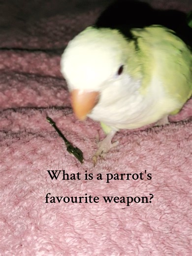 What Is a Parrot's Favorite Weapon? Discover the Joke!