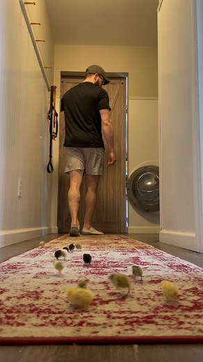 Bernard Henry | The 48 button quail eggs I put in the incubator 18 days ago have started to hatch! So far only two made it out, I’m so hoping it’s not... | Instagram