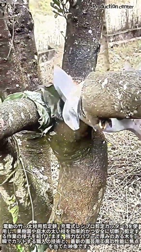 一瞬でスパッと快感！太い枝を次々と切り落とすプロの剪定作業 #worker #process #satisfying #pruning #heavyequipment