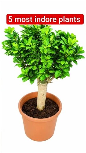 ☘️ 5 Indoor Plants You Need for a Fresh Home! 🌿