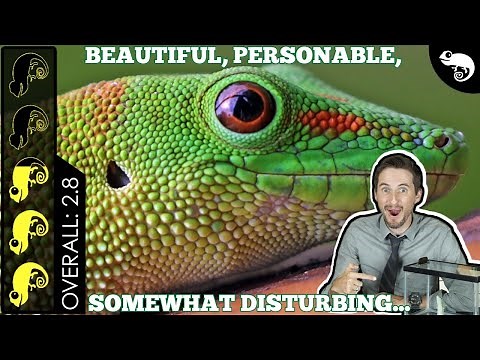 Giant Day Gecko, The Best Pet Lizard?