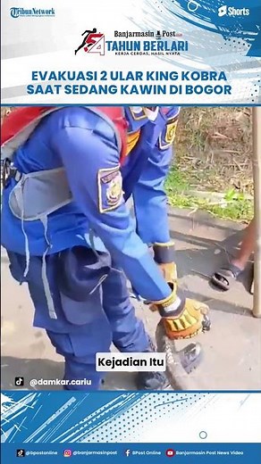 Causing Panic, Firefighters Evacuate King Cobras Mating in Jonggol, Bogor