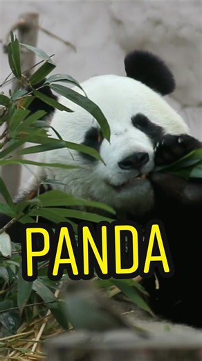 Le panda et son incroyable régime alimentaire