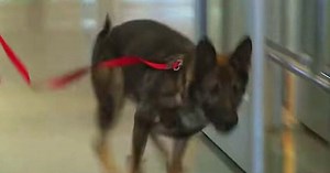Hund rennt auf einen Soldaten am Flughafen für eine tränenreiche Begrüßung zu