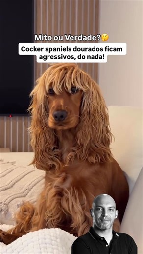 Bruno Rocha | Adestrador de cães 🐶 on Instagram: "Extremamente populares nos anos 90, O Cocker Spaniel inglês dourado ganhou a fama de ter episódios de agressividade sem motivo, em tamanha frequência que criou o termo COCKER RAGE (Fúria do Cocker, em tradução livre. Mas será que isso era verdade?!🤔 Veja bem… A ideia de que uma cor de pelagem determina o comportamento é uma simplificação, embora estudos veterinários indiquem que, na raça, cães de cor sólida (especialmente dourado/ruivo) apresen