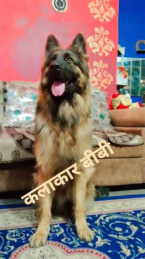 kalakar biwi #husbandwifefunny #foryou #viralreel #foryoupage #comedyforever #shortvideo #wife