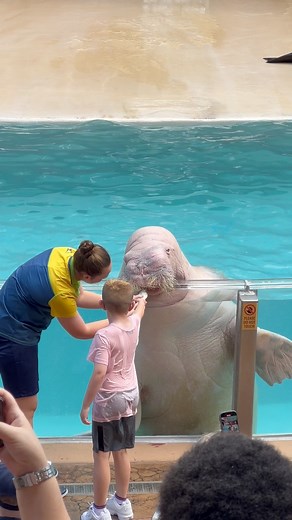 12K views · 231 reactions | Walrus #walrus #walruses | Buckyツ | Facebook