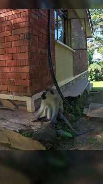 Smart Monkeys of Africa, Vervet Monkey Facts in One Minute! #smartmonkey