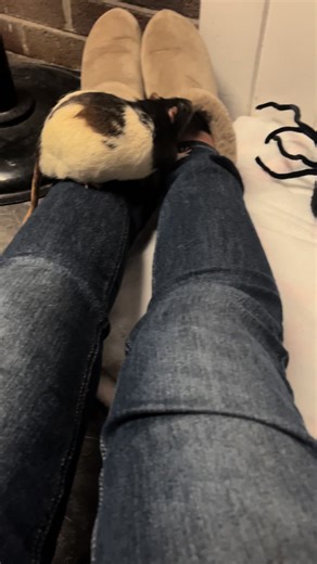 Rats as Companions: Understanding Pet Rat Care