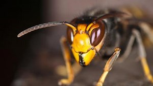 La avispa asesina se propaga por España