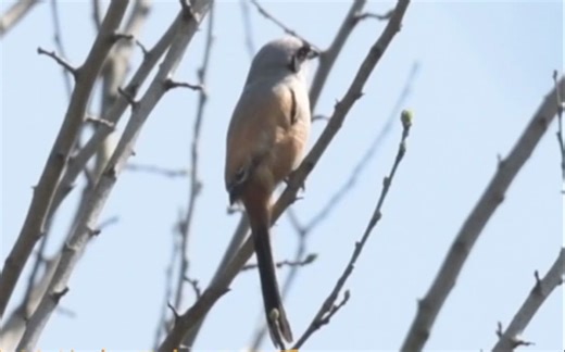 “效鸣”的棕背伯劳